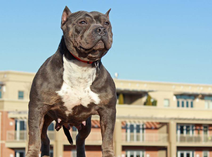 是敢于斗牛的比特犬,还是找狮子打架的平头哥?