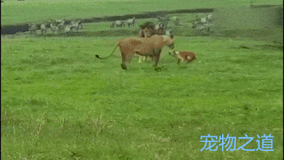 两只狮子明显被这只勇猛的狗狗震住了,呆呆看着狗狗一动也不敢动了.