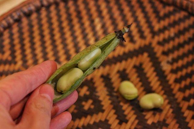 时味//蚕豆_豆荚
