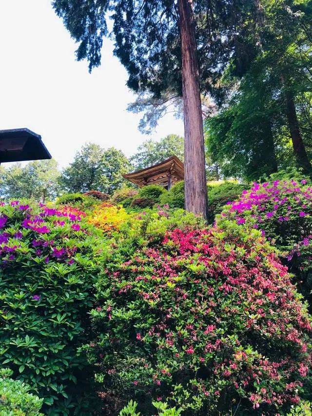 原创东京都内最美的杜鹃花,开在有"花与历史之寺"之称的寺庙中