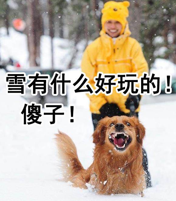 原创狗雪表情包:卧槽下雪了!喂,求求你们北方佬别这个表情好吗!