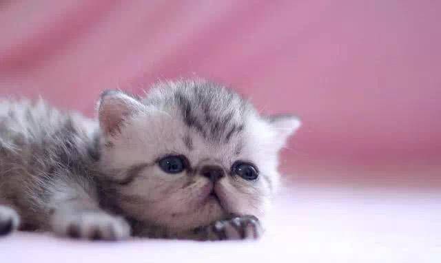 当"小奶狗"爱上"小奶猫"时