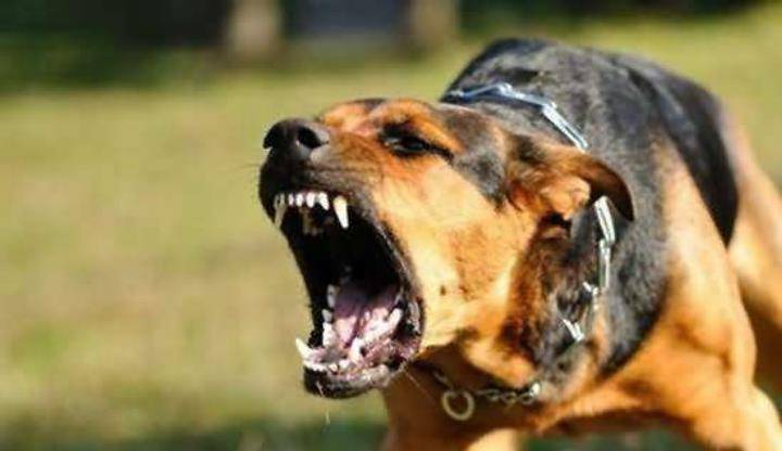 原创被狗咬伤后因狂犬病发作的死亡率100%,为什么狂犬病无法治愈