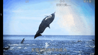 暗中观察世界上最珍贵的动物幼崽,不pick是不可能的!