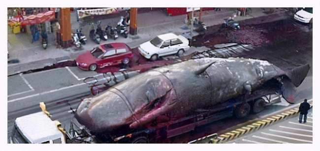 中国仅此一例发生在南海,世上最浪漫的死亡:一鲸落万物生