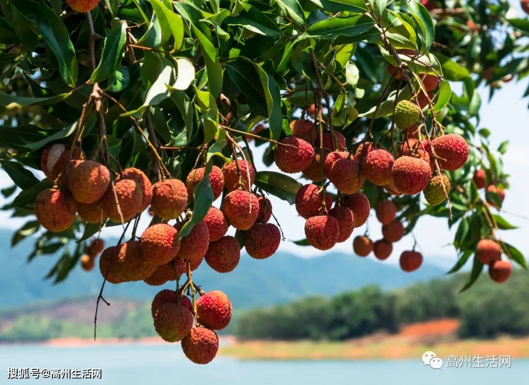 高州荔枝采购指南