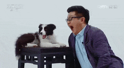 来打个哈欠,看你家狗爱不爱你?