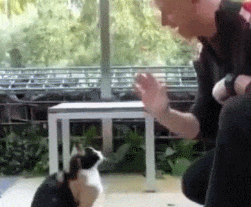 流浪猫们得到关注,美国