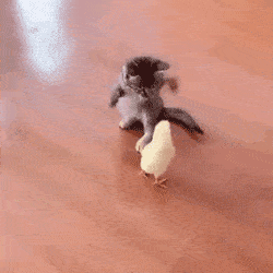 猫猫正在吃零食,鹦鹉非要在旁边略略略,结果被一拳打飞