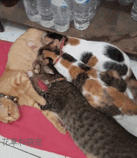 花草和萌宠:最温暖的宠物趣事,图片均来源于网络和网友推荐,文字原创