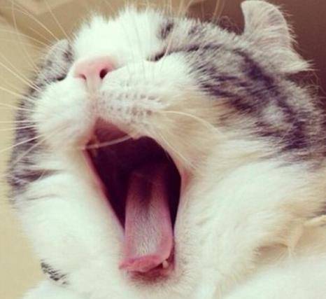 猫咪打哈欠只是困了?不仅仅是这样,打哈欠主要因为这五点