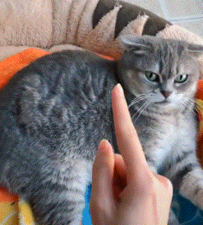 猫咪太凶不让铲屎官吸猫,碰一下就咬一下,吓人