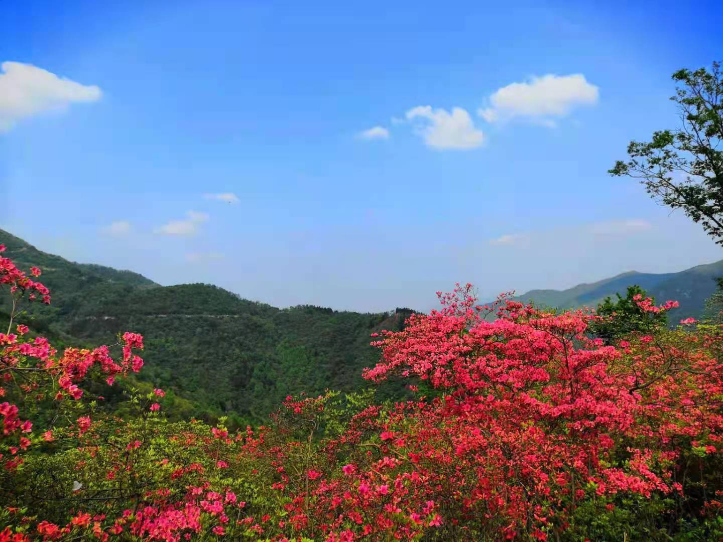 长岭尽染映山红