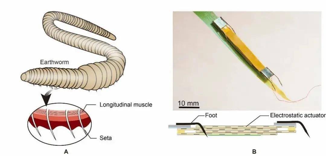 基于微型静电人工肌肉的仿蚯蚓机器人