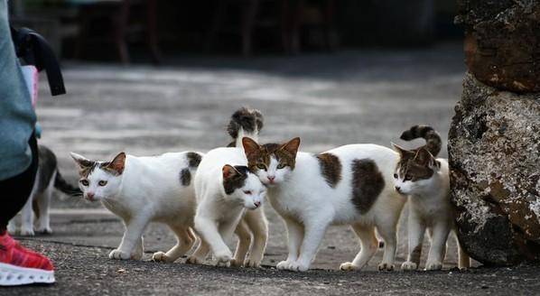 清洁工奶奶心疼小流浪猫,每次工作都来喂它,温馨画面让人感动