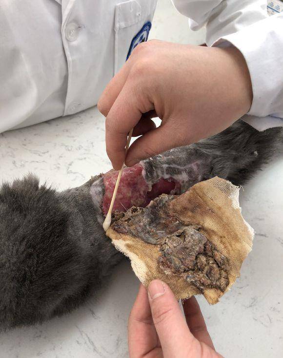 原创一只皮肤坏死的流浪猫,虽然治好也会很丑,但是人的爱心没有理由
