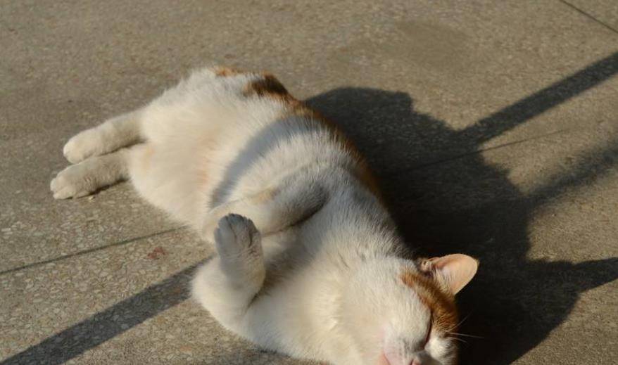 中国人为何不敢吃猫肉?古人早替我们尝过了,不是不敢吃是不能吃
