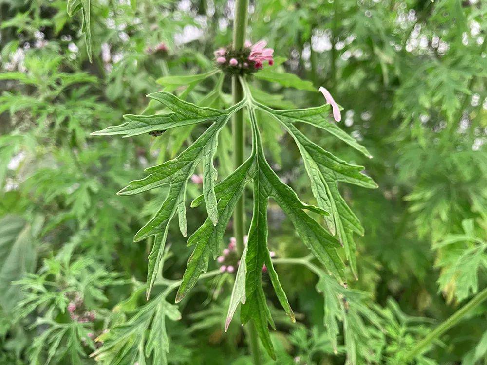 原创长得像艾草,价值十分高,若是遇见请重视起来,别不把它当回事