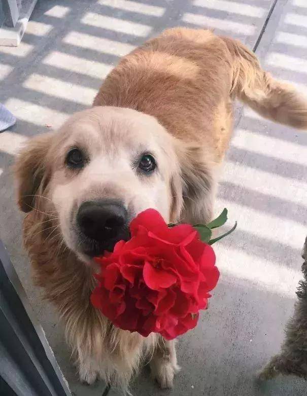 早上推开门 就发现狗狗叼着一朵盛开的花站在门口