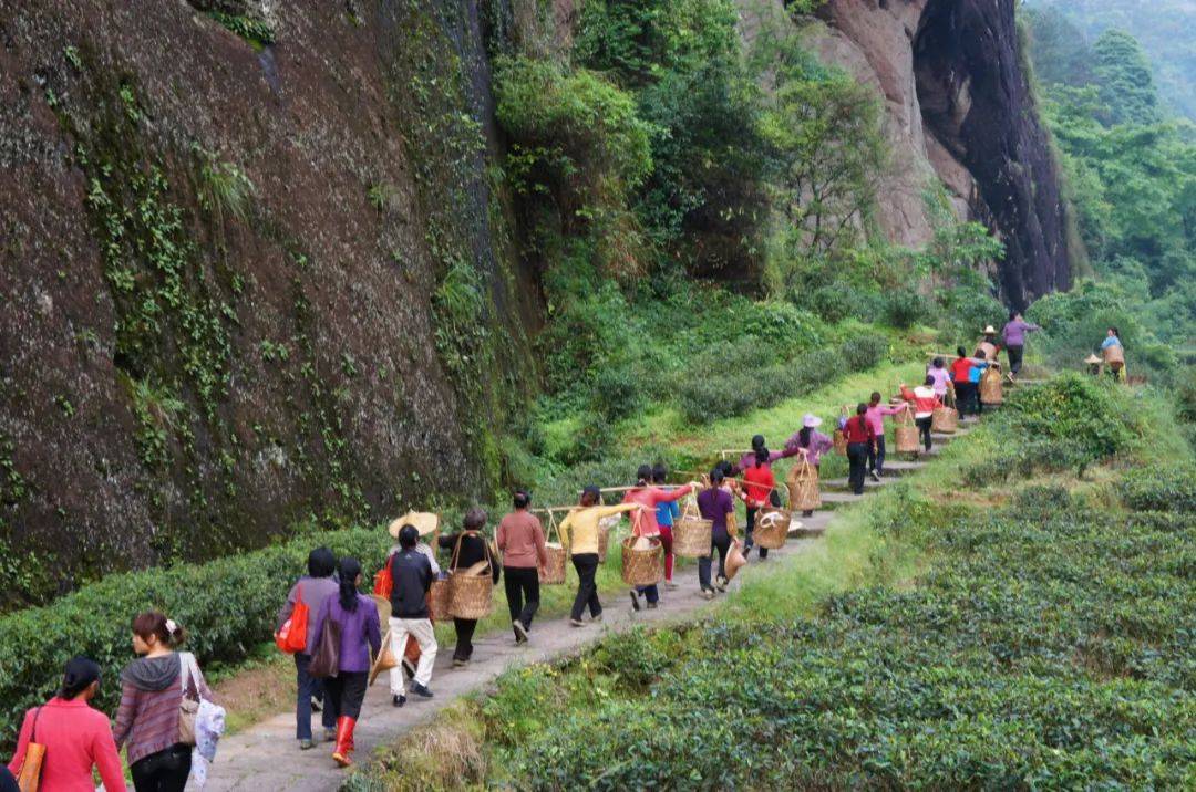 聊聊武夷岩茶的那些重点山场和代表品种