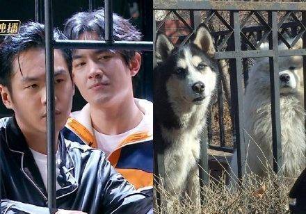 撞脸狗勾的男性们:张彬彬,刘昊然,张若昀,最后一位也太像了吧