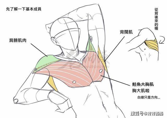 人物身体肌肉怎么画?_结构