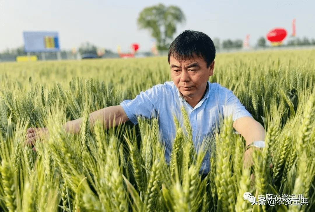 继往开来辉煌依旧继新麦26之后再出王牌品种经销商表态要主推