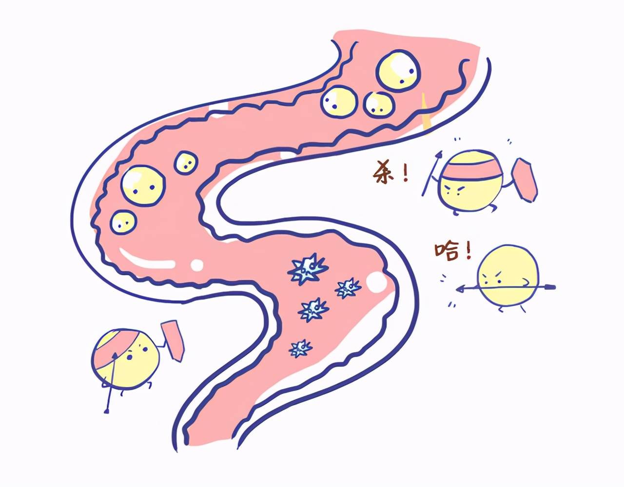 近年来的诸多研究都表明:「肠道菌群失调」在肠道敏感中起了「推波助