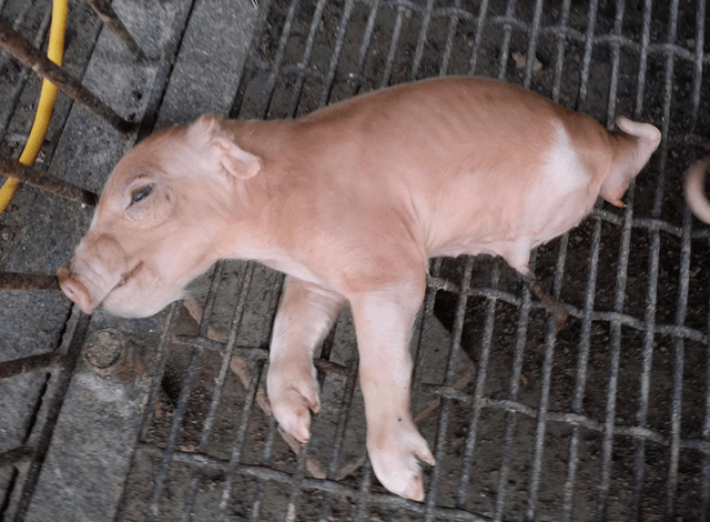 仔猪躺地上乱蹬腿起不来?仔猪倒地不起四肢划动?本文