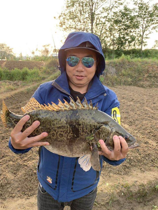 夏季鳜鱼最好钓手竿路亚手丝均可找对位置最重要
