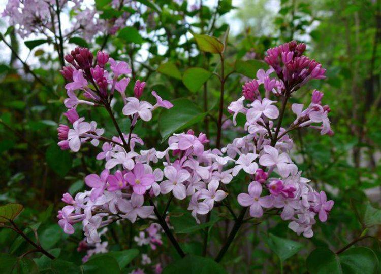 1,丁香花