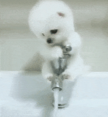 可爱博美犬抱紧水龙头拒洗澡蹿红网络,网友直呼想抱回家占为己有