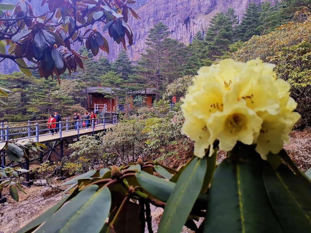 今年最难的赛道基本在白天经过,而且是穿行在轿子山最美的杜鹃花林区