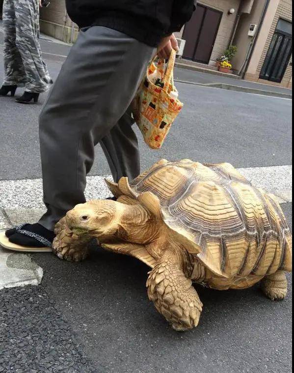 日本老人养140斤龟儿子5分钟路程要走3小时网友养好了能送走你
