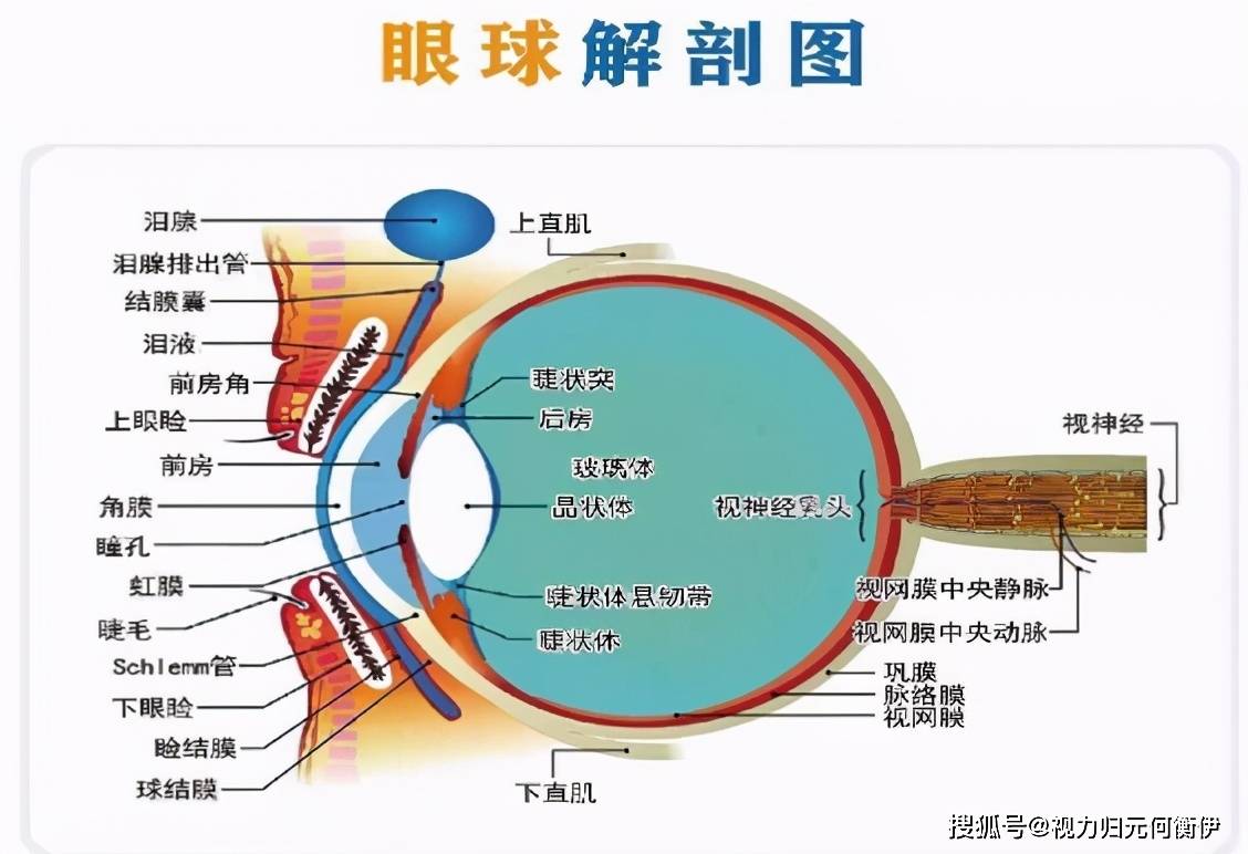 眼部悬韧带,睫状肌的弹性韧性增强,从而提升眼睛灵活聚焦的能力轻松