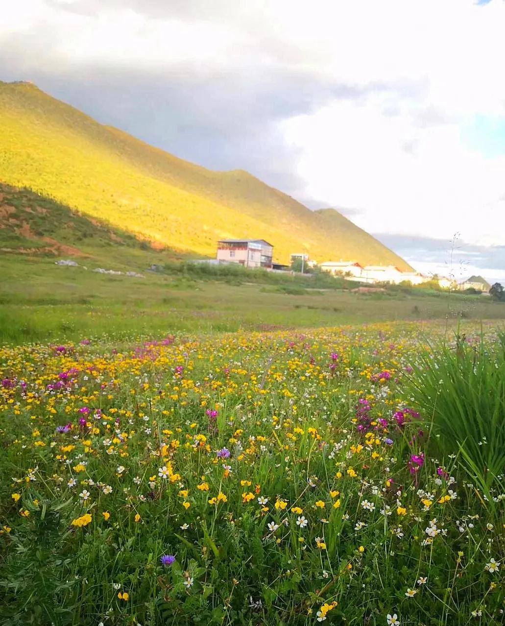 中国旅游日 | 香格里拉,已成花海!