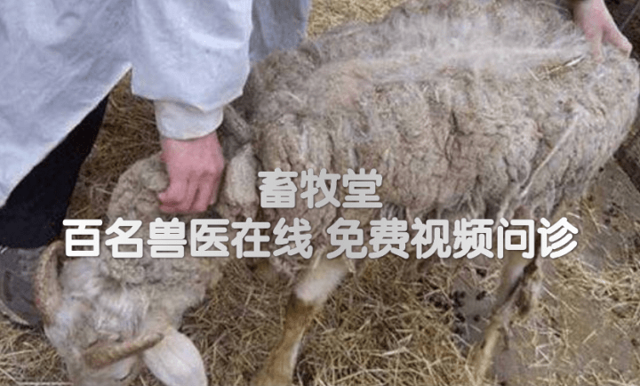 羊螨虫病的症状表现