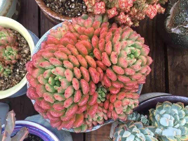 原创养多肉,一定要记住这6点,一年四季状态都赞,叶肥枝壮成老桩