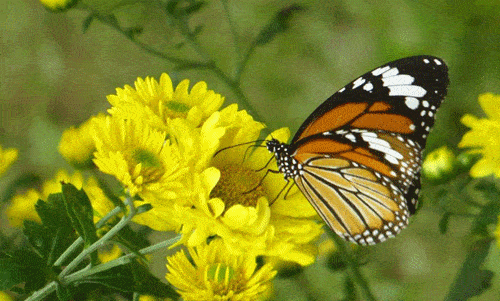 赤峰梦幻游园记 万只蝴蝶放飞 x 百鸟语林 x 萌宠乐园