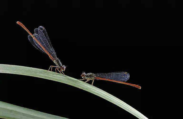 世界上最小的昆虫_蜻蜓