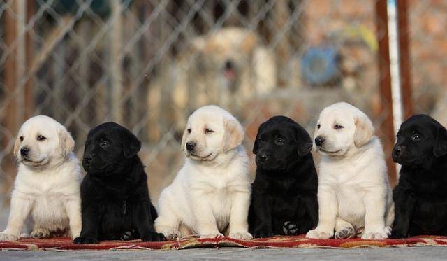 原创拉布拉多是我们警犬中最受欢迎的一种犬类