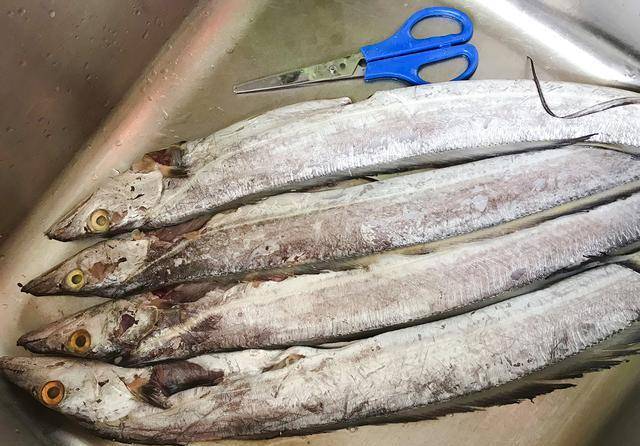 1 关于带鱼的挑选,小眼睛的带鱼相对来说肉质比较鲜嫩,它的眼球越