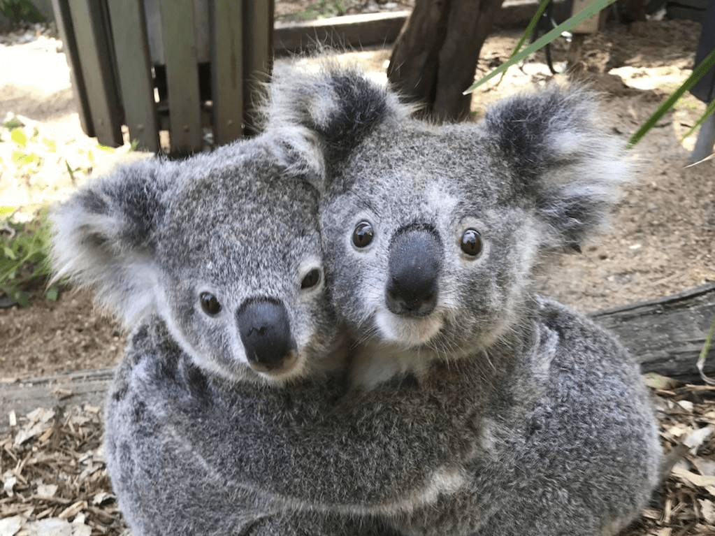 澳大利亚考拉宝宝互相拥抱画面太温馨了