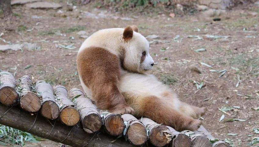 陕西再现野生棕色大熊猫!_秦岭