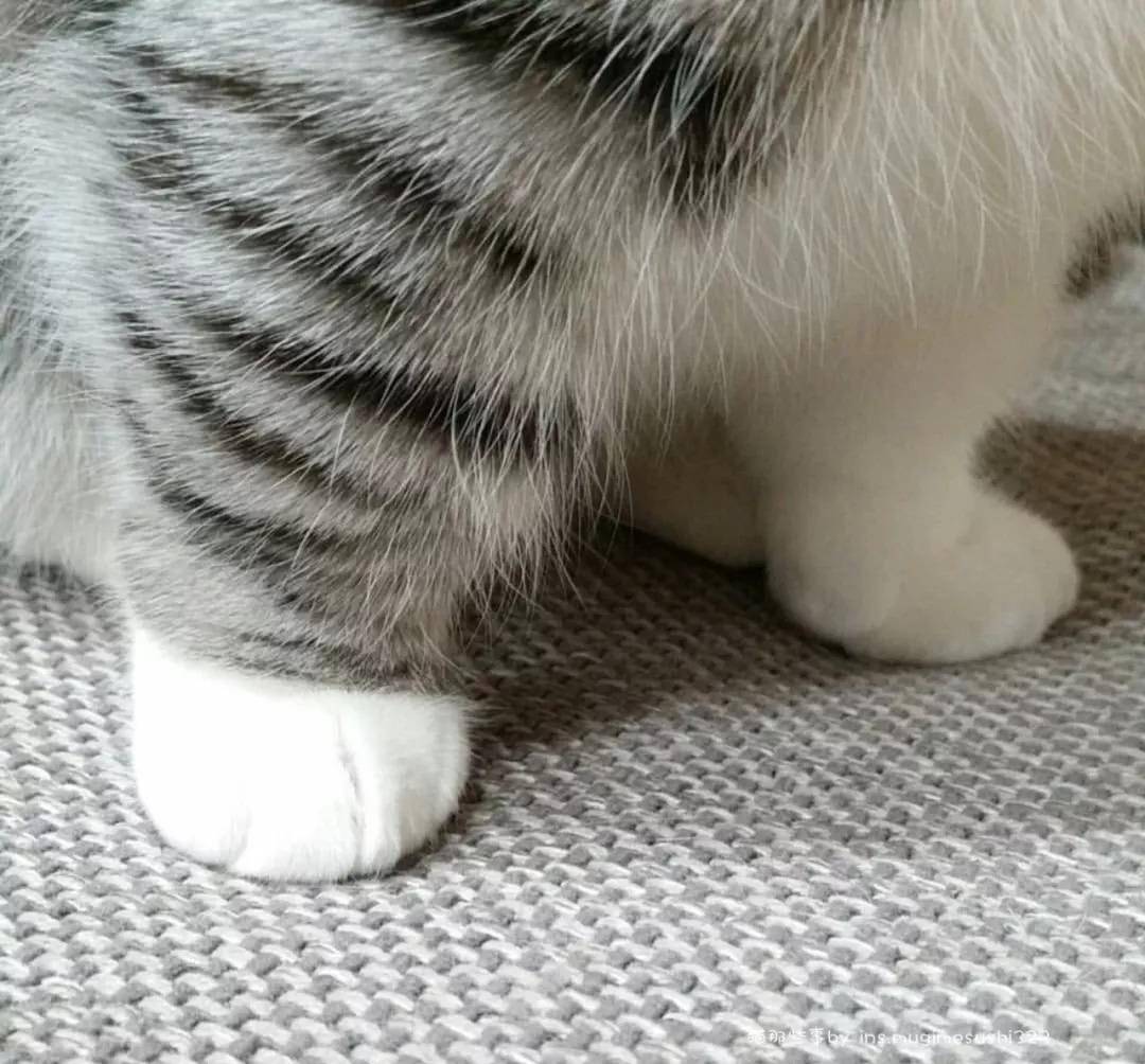 一只可爱的男曼基康猫,看了想偷_komaru