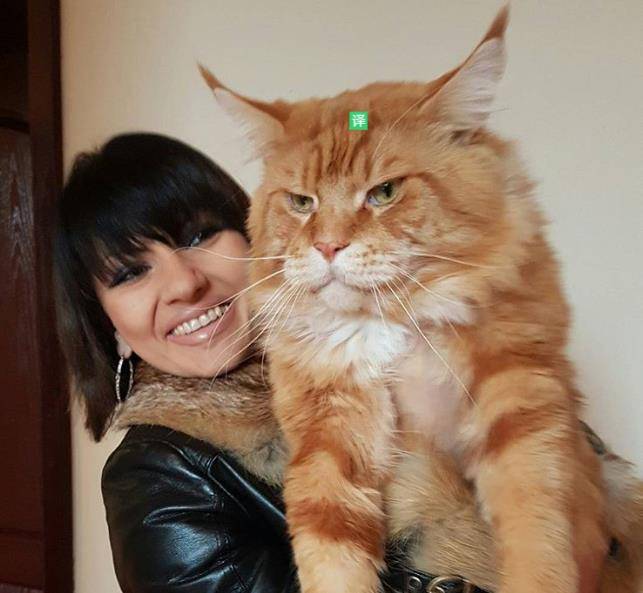 14张图片让你感受缅因猫有多大_imgur