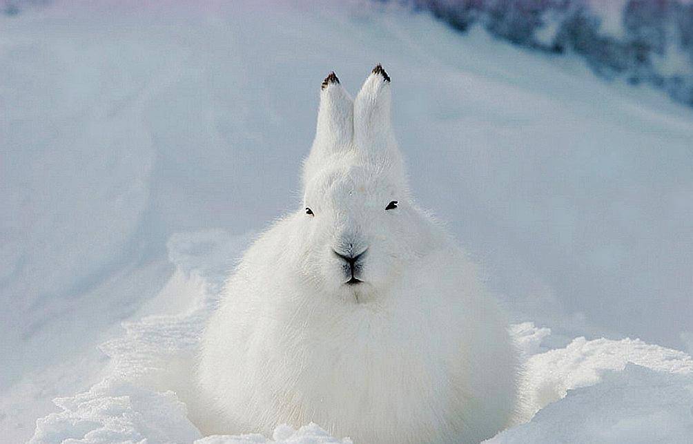 北极有兔子,自带"雪地靴",吃草,吃肉,吃羽毛