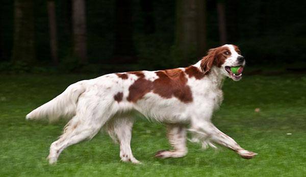 原创爱尔兰红白雪达犬别名非纯色长毛猎犬爱尔兰长毛猎犬大狗