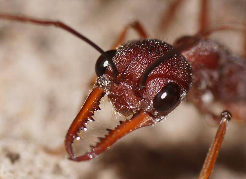 蚂蚁都是小小一只吗?这种蚂蚁有蝗虫大小,堪称蚁界巨无霸