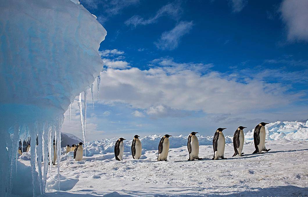 原创南极最大的陆生动物不是企鹅而是南极洲的大象